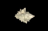 藏品(大岩螺)的圖片